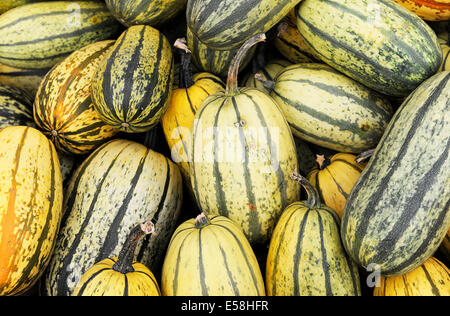 Appena raccolto zucche, a Feldkirch, Germania Meridionale Sett. 9, 2010. Foto Stock