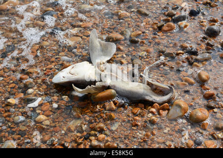 Dolcissimo-hound shark si è incagliata in Hastings, Inghilterra Foto Stock