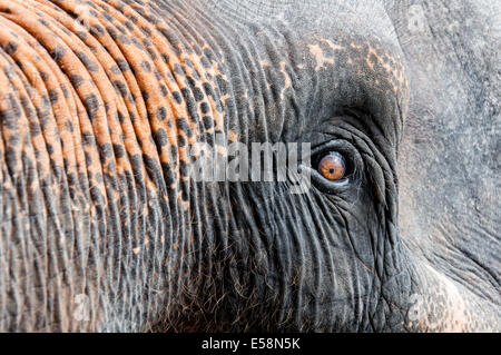 Close-up shot di elefante asiatico eye Foto Stock