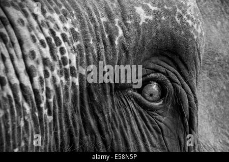 Close-up shot di elefante asiatico eye Foto Stock