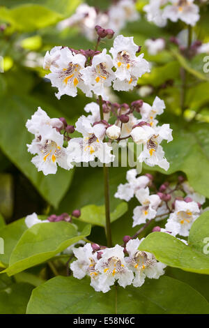 Catalpa bignonioides fiore. Indian Bean tree. Foto Stock