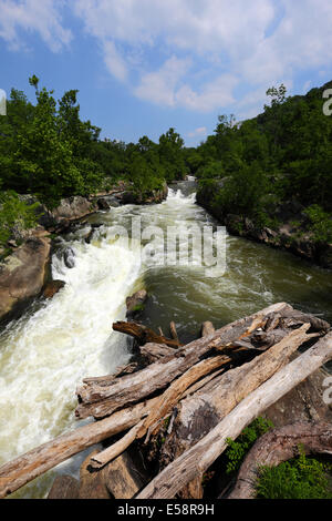 Tronco di albero flood i detriti nel canale laterale del Grande cade sul Fiume Potomac separando Olmsted isola dalla terraferma, Maryland, Stati Uniti d'America Foto Stock