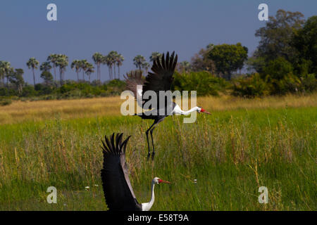 Wattled Crane, Okavango Delta, Botswana Foto Stock