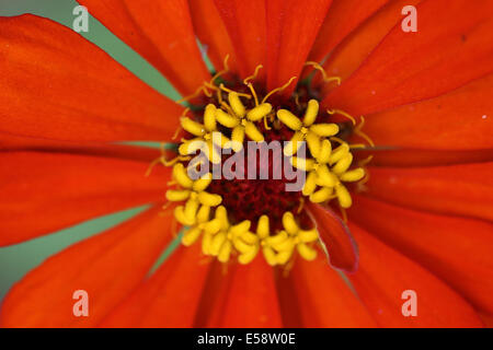 La Zinnia è un con annuale a forma di stella fiore stami e fiorisce in estate e in autunno. Foto Stock