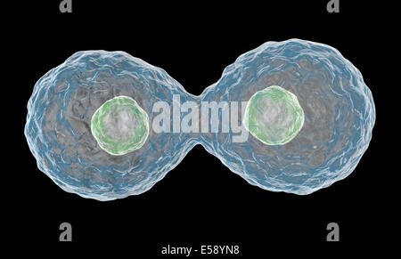 La moltiplicazione di cellule su sfondo nero. Foto Stock