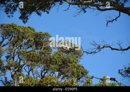 Flying drone vicino alberi pohutukawa, Auckland, Nuova Zelanda Foto Stock