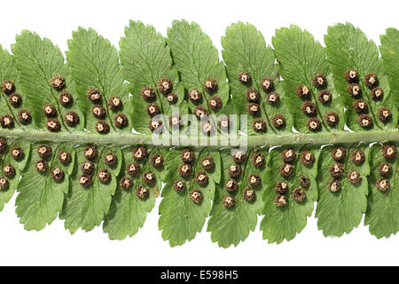 Maschio-fern Dryopteris filix-mas inferiore del frond mostra coppia sori Foto Stock