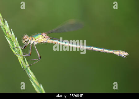 Emerald Damselfly Lestes sponsa Foto Stock