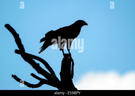 Harris hawk, Parabuteo unicinctus, nella struttura ad albero come silhouette aganst blue sky. Questo rapace è anche noto come bay-winged o dusky Foto Stock