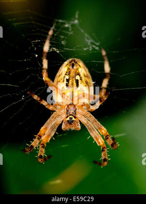 Un giardino spider sat in un web , Araneus diadematus Foto Stock