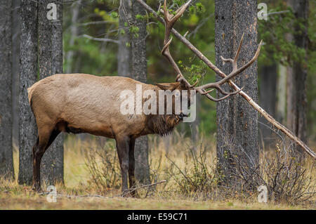 Bull Elk (Cervus elaphus). Coppia bull thrasing un piccolo albero durante la stagione degli amori. Parco Nazionale di Jasper, Alberta, Canada. Foto Stock