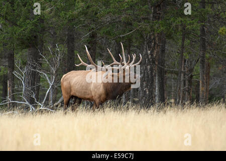 Bull Elk (Cervus elaphus). Coppia di Bull in prato di montagna durante la stagione degli amori. Il Parco Nazionale di Banff, Alberta, Canada. Foto Stock