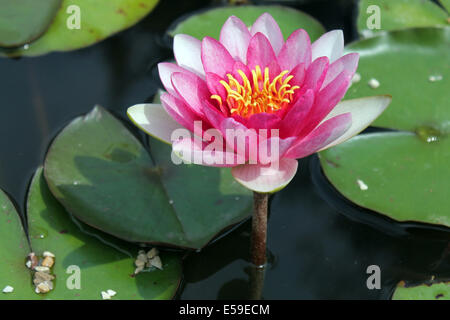 Rosa fiore di loto Foto Stock