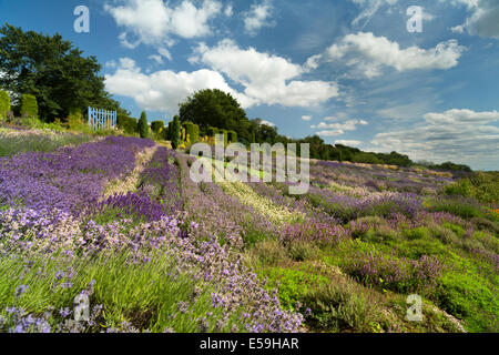 Yorkshire Lavanda a Terrington nel North Yorkshire Foto Stock