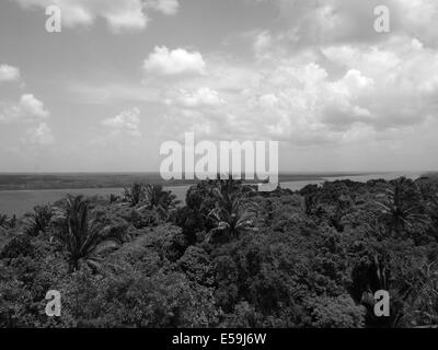Foto in bianco e nero del Belizean foresta pluviale Foto Stock