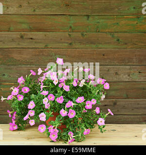 Petunia rosa fiori in vaso di fiori su sfondo di legno. Primo piano. Foto Stock