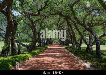 Viale alberato che conduce a L'Ormarins, Anthonij Rupert Wine Estate, Franschhoek, Sud Africa Foto Stock