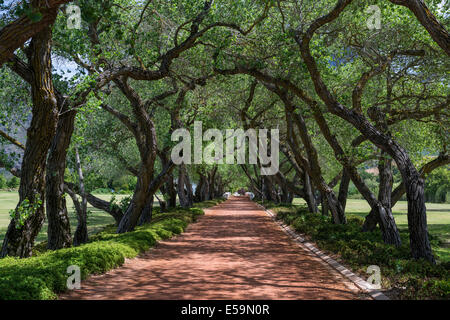 Viale alberato che conduce a L'Ormarins, Anthonij Rupert Wine Estate, Franschhoek, Sud Africa Foto Stock