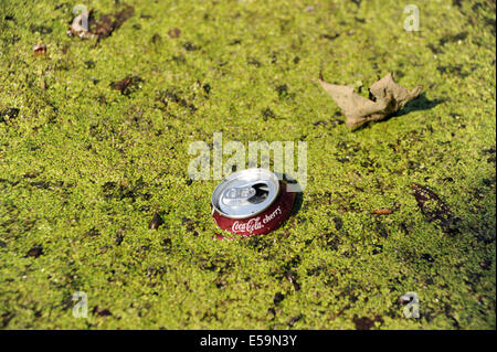 Brighton, Sussex, Regno Unito. Il 24 luglio, 2014. Una vittima del clima caldo in tutta la Gran Bretagna al momento sono il nostro stagni e laghi che sono contemplati in un tappeto verde di alghe si tratta di Queens Park stagno in Brighton che soffre al momento a causa del prolungato periodo di tempo caldo Credito: Simon Dack/Alamy Live News Foto Stock