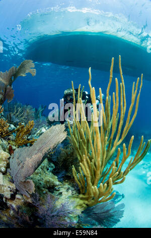 Subacqueo tecnico sulla barriera corallina. Foto Stock