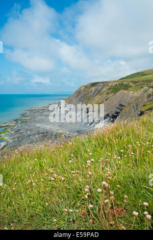 Fiori selvatici che crescono lungo il lato del Wales coast Path a Clarach Bay, vicino a Aberystwyth, Ceredigion, Galles. Foto Stock