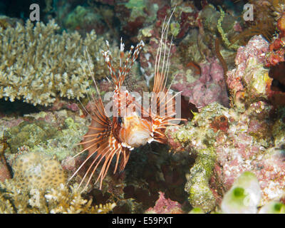 Pesce leone fissando in Maldive barriera corallina Foto Stock