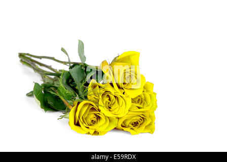 Numerose Rose giallo isolato su sfondo bianco Foto Stock