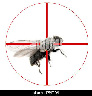 Primo piano della housefly comune con le ali e le zampe isolato su bianco con mirino Foto Stock