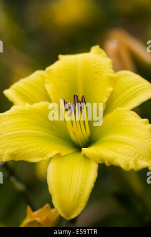 Hemerocallis "Flutter verde". Daylily fiore nel giardino. Foto Stock