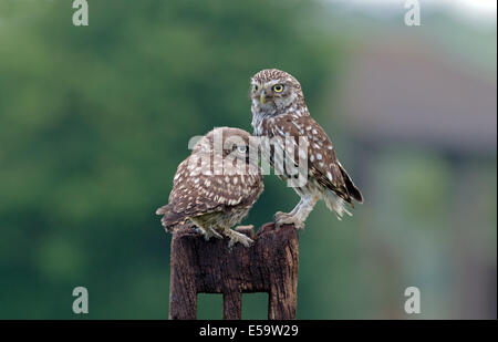 Poco femmina Owl-Athene noctua con i capretti (Owlet), estate, UK. Foto Stock