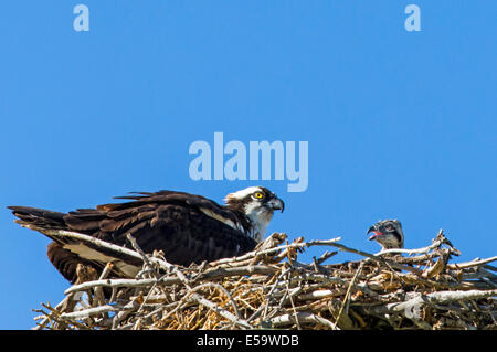 Adulto Osprey & young sul nido, Pandion haliaetus, sea hawk, pesce eagle, fiume hawk, pesce hawk, raptor, Chaffee County, Colorado Foto Stock