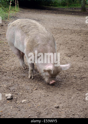 Un Kune Kune pig lo scavo per la tratta nel fango Foto Stock