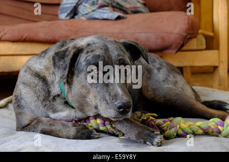 Un cane giace sul suo letto di cane con la sua corda masticare giocattolo. Foto Stock