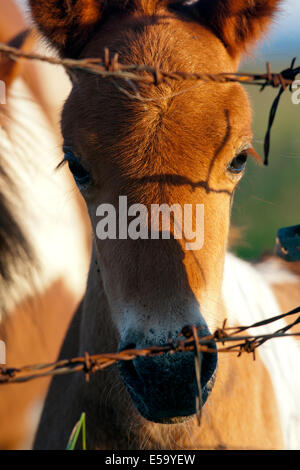 Cavallo islandese puledro - Islanda Foto Stock