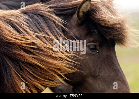 Close-up del cavallo islandese - Islanda Foto Stock
