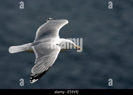 Aringa Gabbiano (Larus argentatus) - Borgarfjorour, Est Islanda Foto Stock