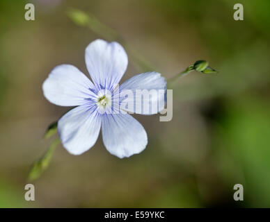 Fiori Selvatici montagne del Caucaso, Azerbaigian Foto Stock