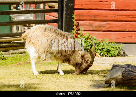 Una capra domestica, Capra hircus, pascolo. Per adulti dai capelli lunghi e marrone con red casa in legno in background. Foto Stock