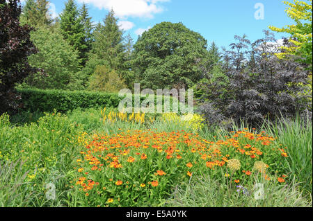 Vivaci e vibranti fiori piantati tradizionale Giardino Inglese a Rosemoor Garden, Torrington, Devon, South West England, Regno Unito Foto Stock