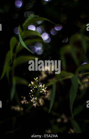 Albero di neem Foto Stock