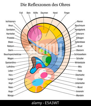 Riflessologia auricolare grafico con la descrizione accurata di corrispondenti organi interni e le parti del corpo. Etichettatura in tedesco! Foto Stock