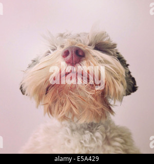 Close up del cane e barba naso Foto Stock