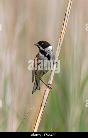 Comune di Reed Bunting maschio su canne. Deepdale Marsh, Norfolk Foto Stock