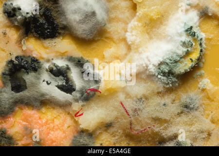 Pasto ammuffiti dimenticato la crescita di penicillina impregnato con hyphae ramificazione lungo la struttura filamentosa rompendo il burro di ghee Foto Stock