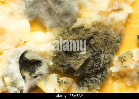 Pasto ammuffiti dimenticato la crescita di penicillina impregnato con hyphae ramificazione lungo la struttura filamentosa rompendo il burro di ghee Foto Stock