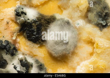 Pasto ammuffiti dimenticato la crescita di penicillina impregnato con hyphae ramificazione lungo la struttura filamentosa rompendo il burro di ghee Foto Stock