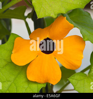 Thunbergia alata comunemente chiamato black-eyed Susan vigna Foto Stock