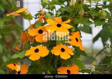 Thunbergia alata, comunemente chiamato black-eyed Susan vigna Foto Stock