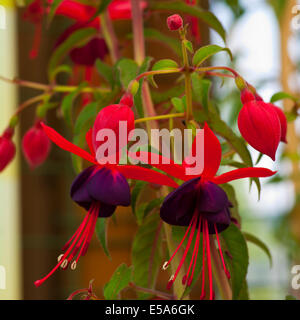 Arrampicata Fuchsia Lady Boothby Foto Stock