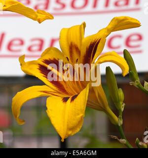 Hemerocallis Frans Hals comunemente noto come un giglio di giorno Foto Stock